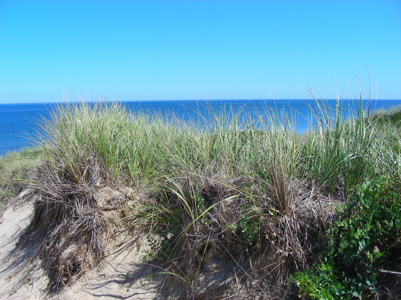 BeachGrass