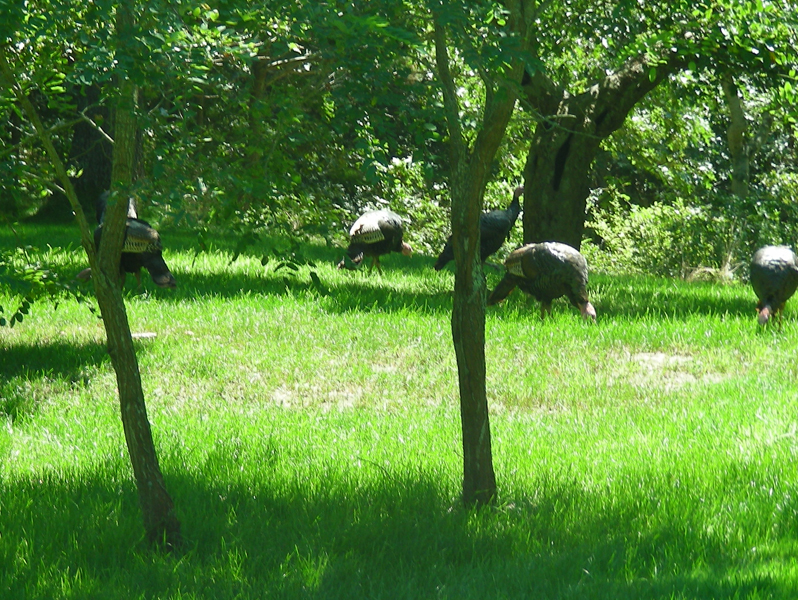 Turkeys1