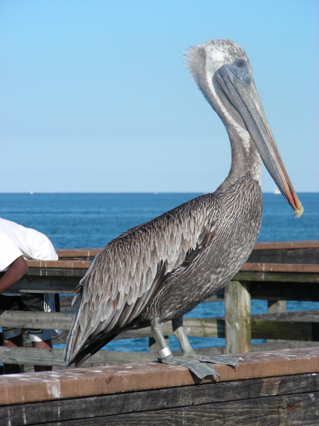 11-Pelican1