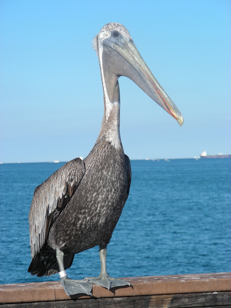 13-Pelican3