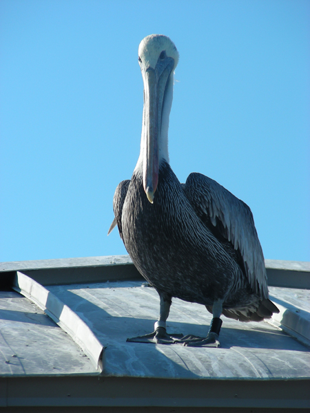 14-PelicanonRoof2