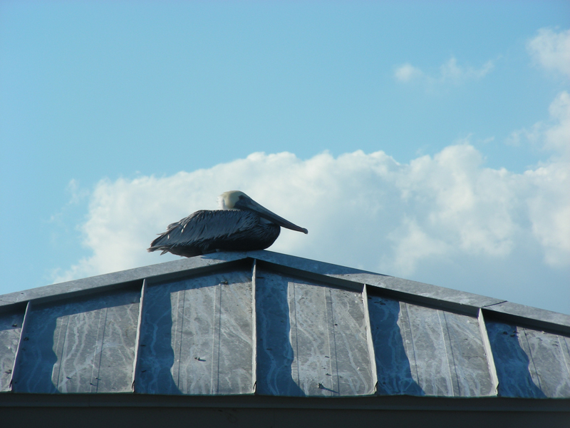 15-PelicanSittingonRoof1