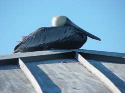 16-PelicanSittingonRoof2