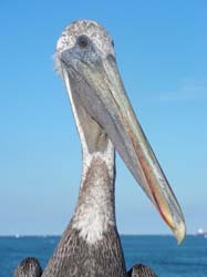 19-PelicanHeadShot