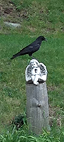 crow