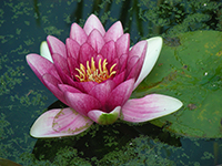 waterlily