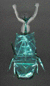 OrigamiModel2004_2p1.gif (42973 bytes)