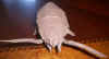 OrigamiModel2005_2p1.jpg (14080 bytes)