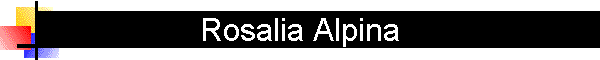 Rosalia Alpina