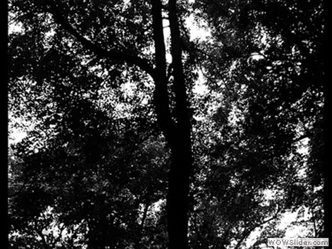 The Giant Tree