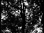 The Giant Tree