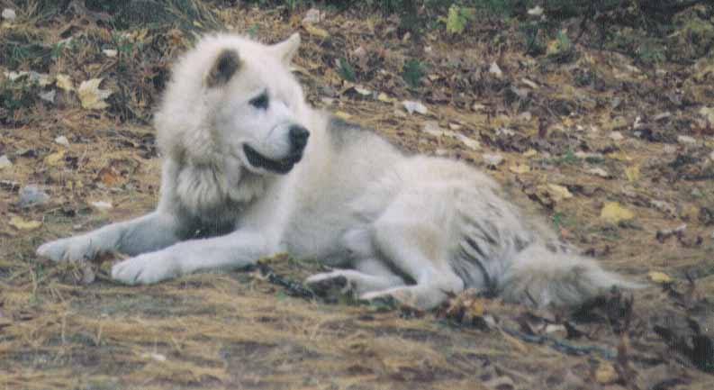 Arne at rest