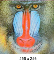 mandril