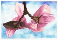 Watercolor of a hydrangea