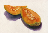 Watercolor of s cantalope