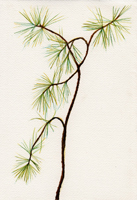 Watercolor of a pine branch
