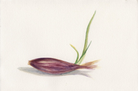 Watercolor of a red onion