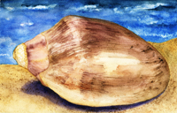 Watercolor of a snail shell