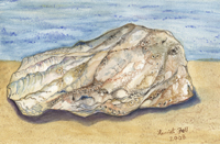 Watercolor of an oyster shell