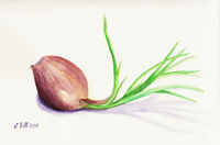 Watercolor of the 2009 onion