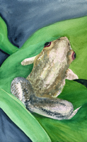 Watercolor of frogs