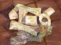 Watercolor of Tasha's bones