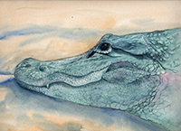 Watercolor of an alligator