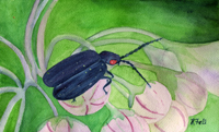 Watercolor of a firefly on milkweed flower