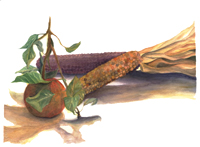 Watercolor of corn and an apple