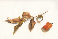 Watercolor of dried leaves and a pepper by Harriet Fell