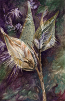 Watercolor of milkweed pods