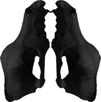 two coyote heads