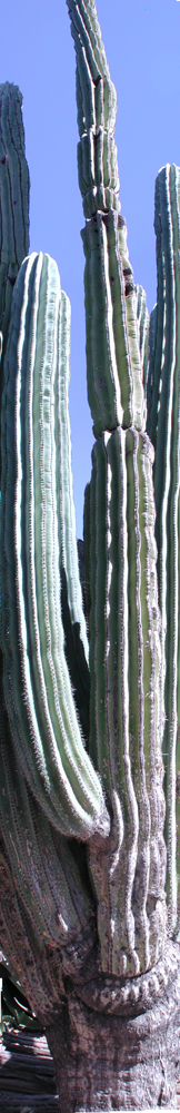 tall photo of tall cactus