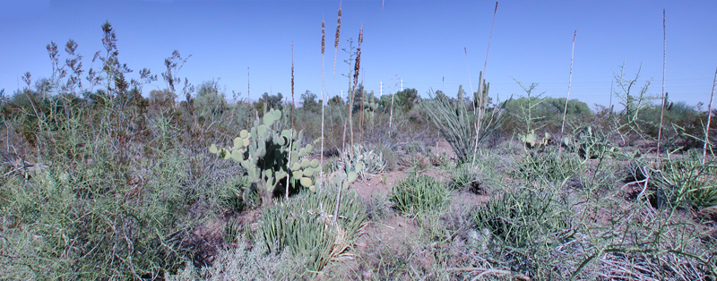 Photo of desert panorama
