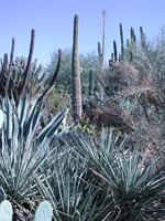 photo of cacti