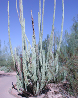 photo of a cactus