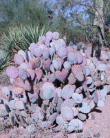 photo of prickly pear cactus
