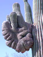 gnarled cactus