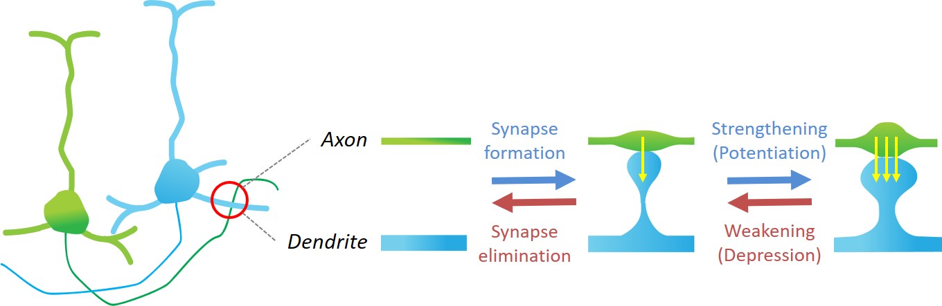 Dynamics of synapses