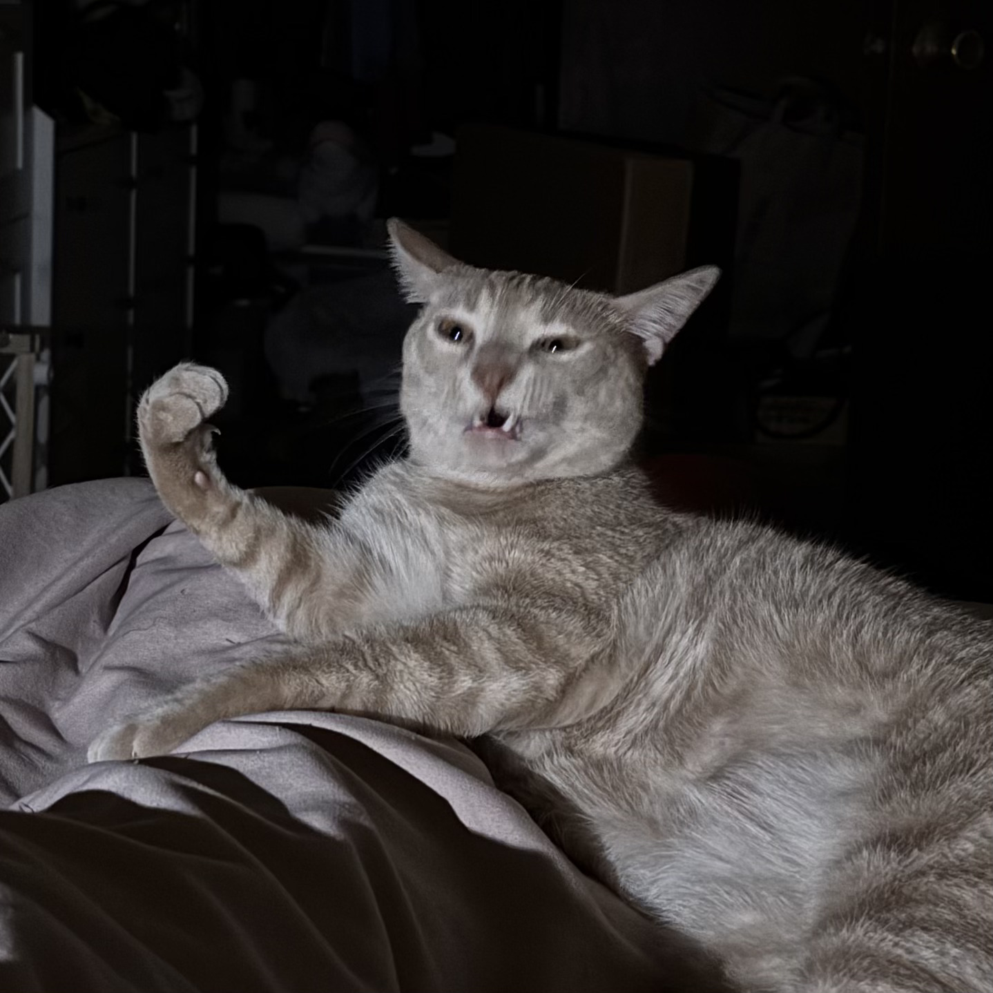 Photo of a cream tabby clenching his fist in rage.