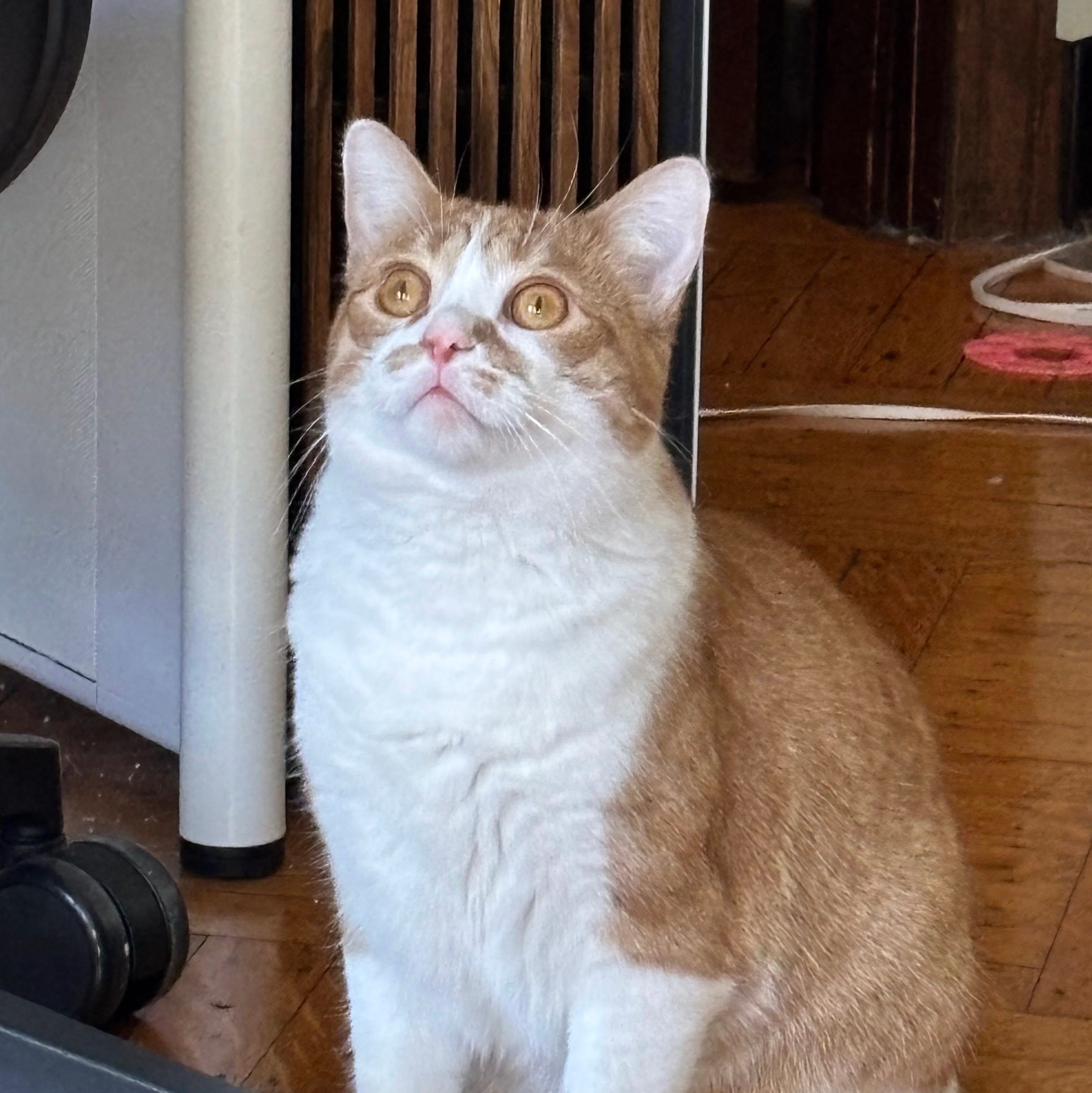 Photo of a small tortoiseshell cat staring in two different directions at once, looking in neither.